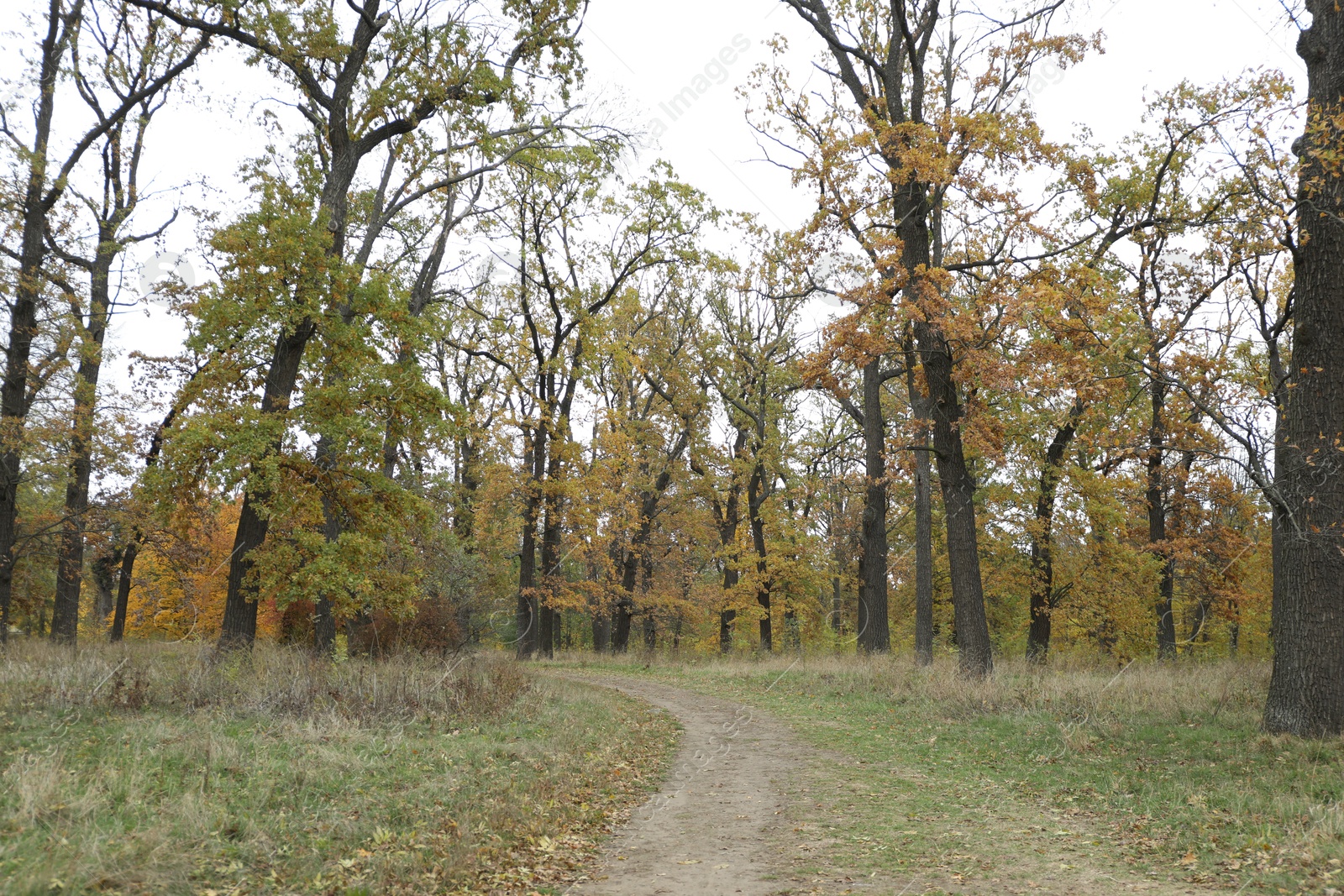 Photo of Beautiful trees in park. Picturesque autumn landscape