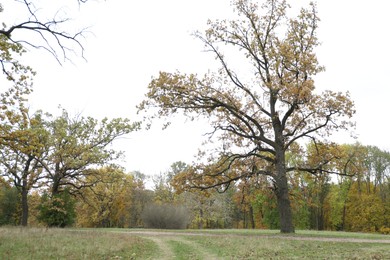 Photo of Beautiful trees in park. Picturesque autumn landscape