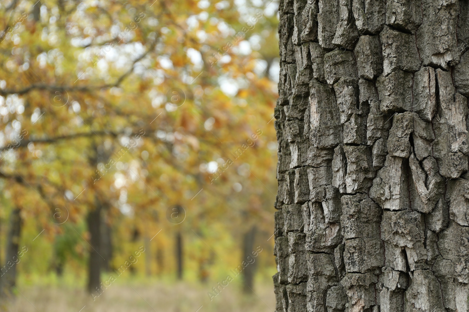 Photo of Textured tree bark in forest, closeup view