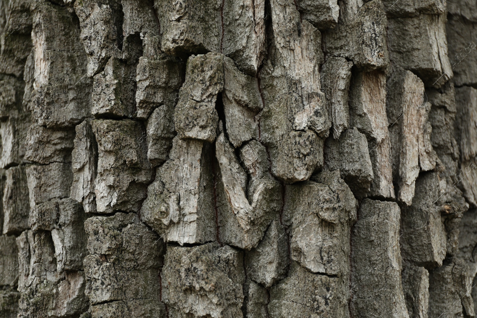 Photo of Closeup view of tree bark. Natural texture