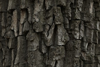 Photo of Closeup view of tree bark. Natural texture