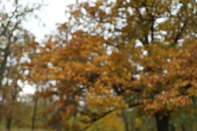 Photo of Trees with orange leaves in park, blurred view