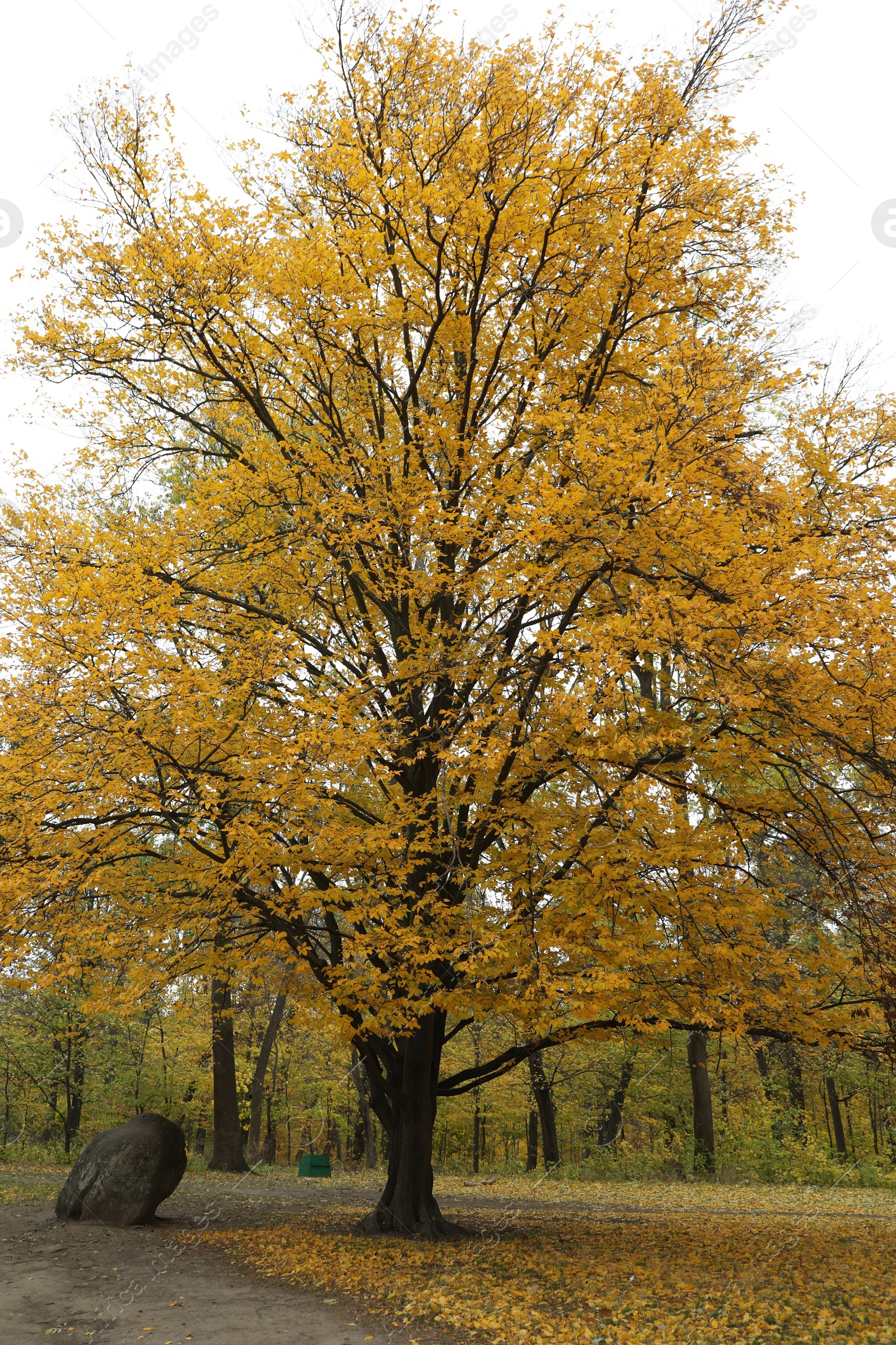 Photo of Beautiful tree with golden leaves in park. Picturesque autumn landscape