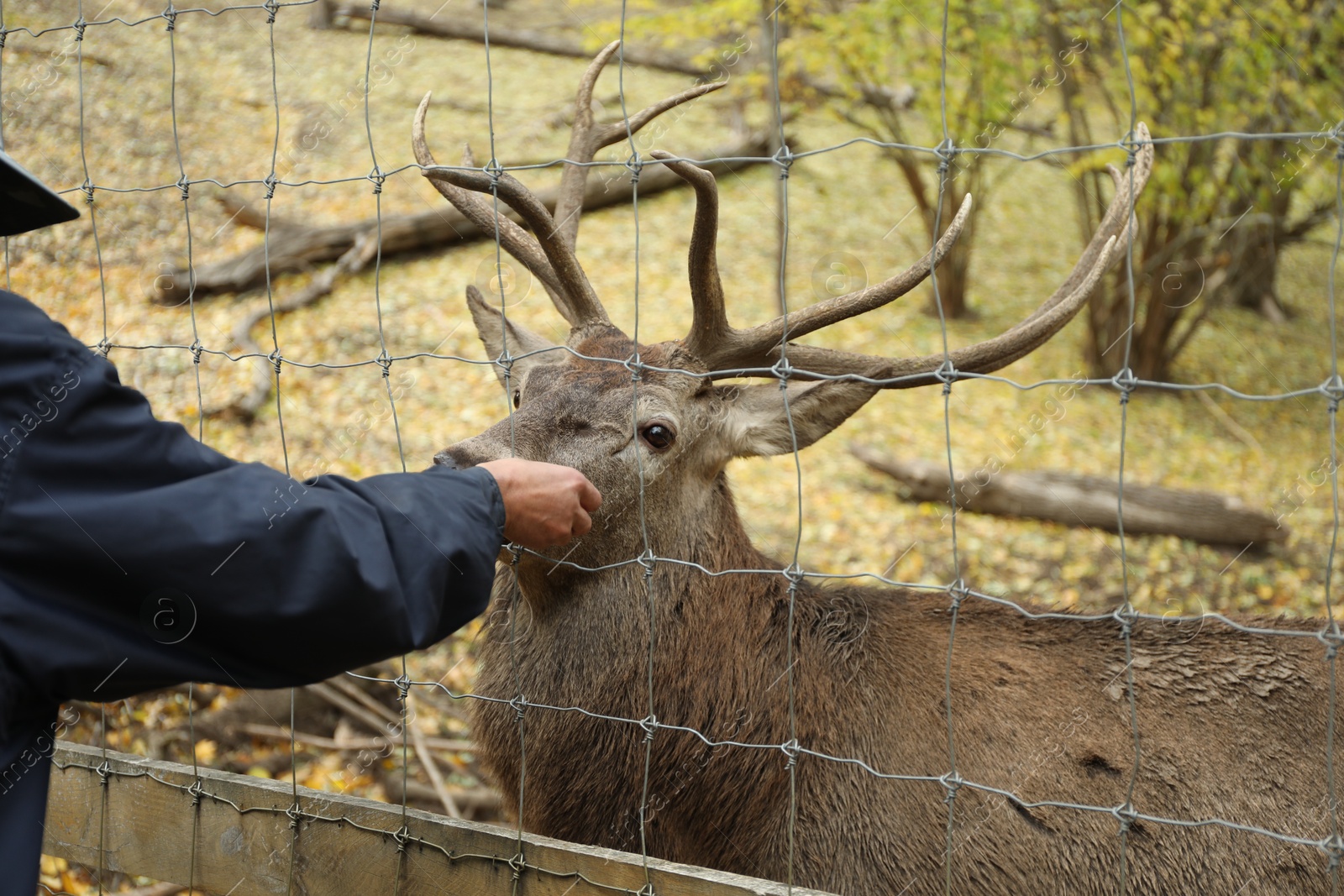 Photo of Man touching deer through fence of enclosure outdoors