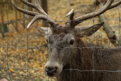 Photo of Beautiful deer outdoors, view through enclosure fence