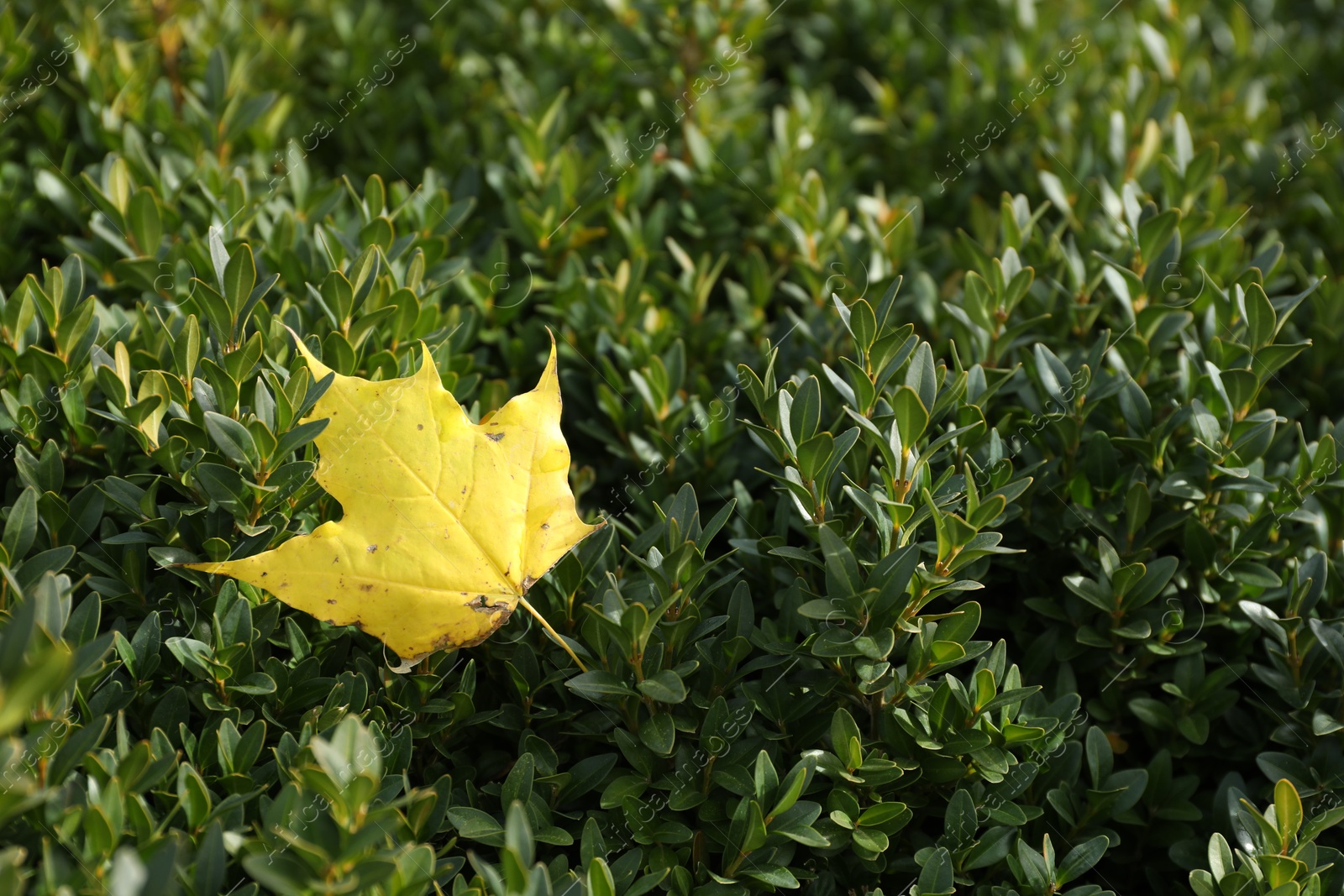 Photo of Yellow leaf on green boxwood shrub, closeup. Autumn season