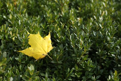 Photo of Yellow leaf on green boxwood shrub, closeup. Autumn season