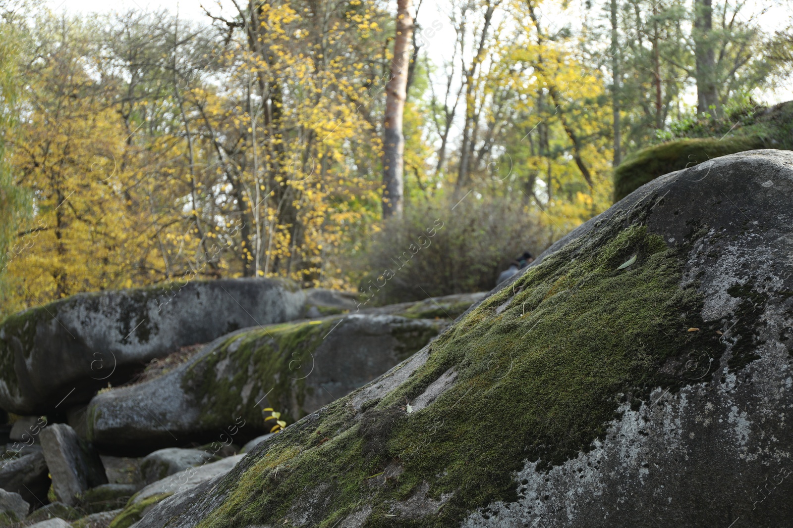 Photo of Big rocks with moss in forest, selective focus