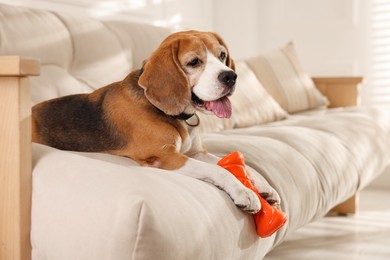 Photo of Cute dog playing with toy on sofa at home. Adorable pet