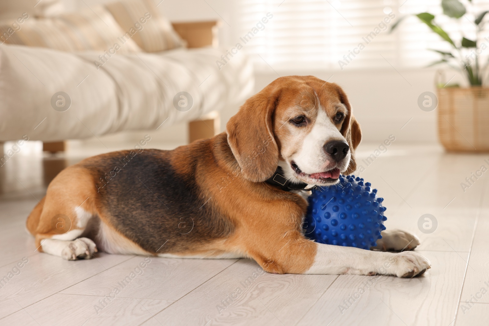 Photo of Cute dog playing with toy at home. Adorable pet