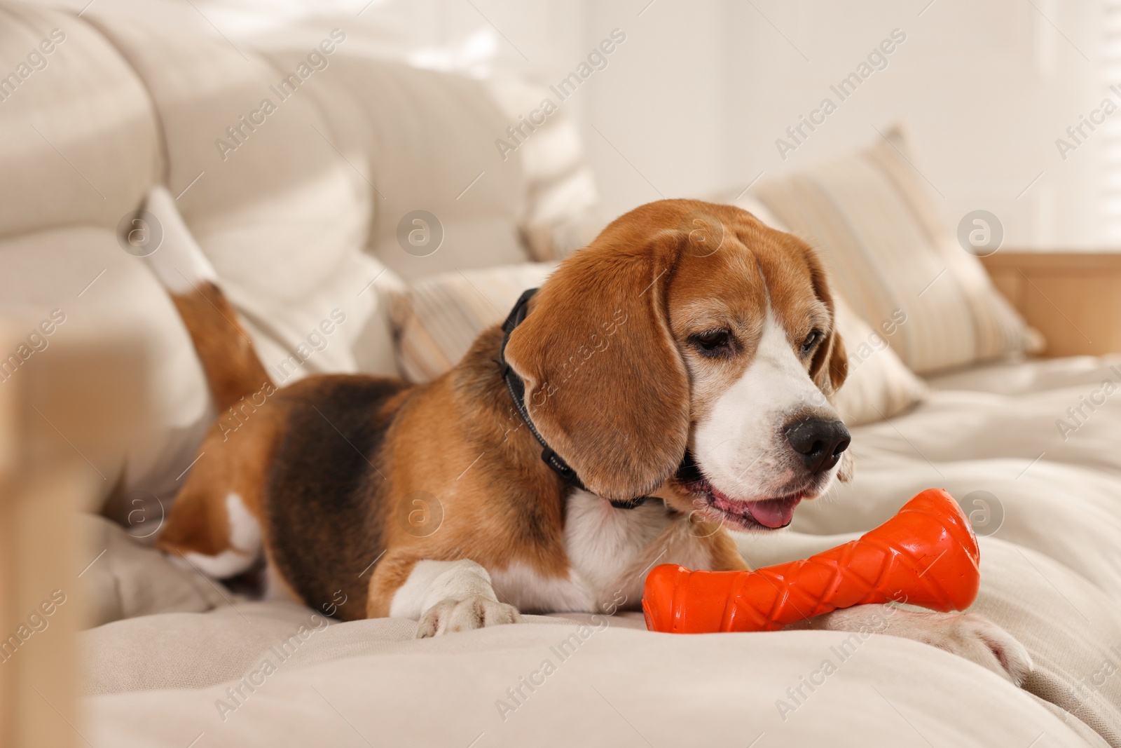 Photo of Cute dog playing with toy on sofa at home. Adorable pet