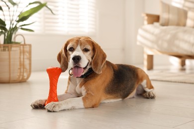 Photo of Cute dog playing with toy at home. Adorable pet