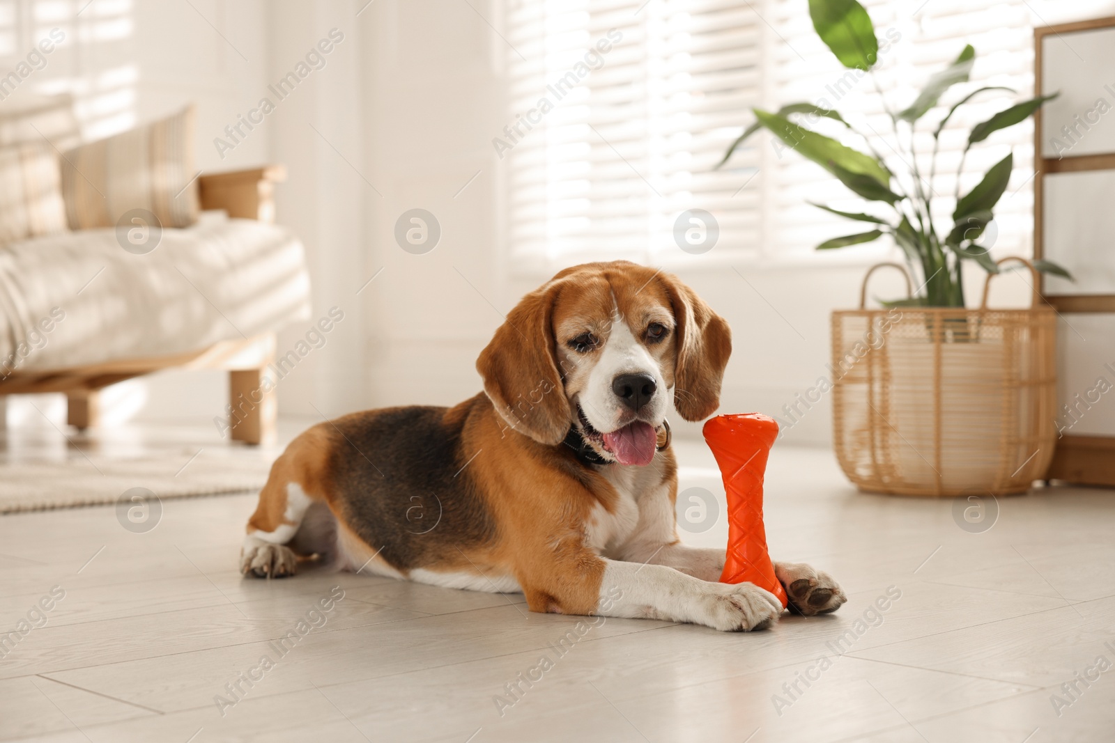 Photo of Cute dog playing with toy at home. Adorable pet