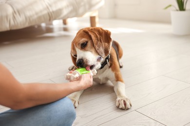 Photo of Owner giving toy to cute dog at home, closeup. Playing with pet