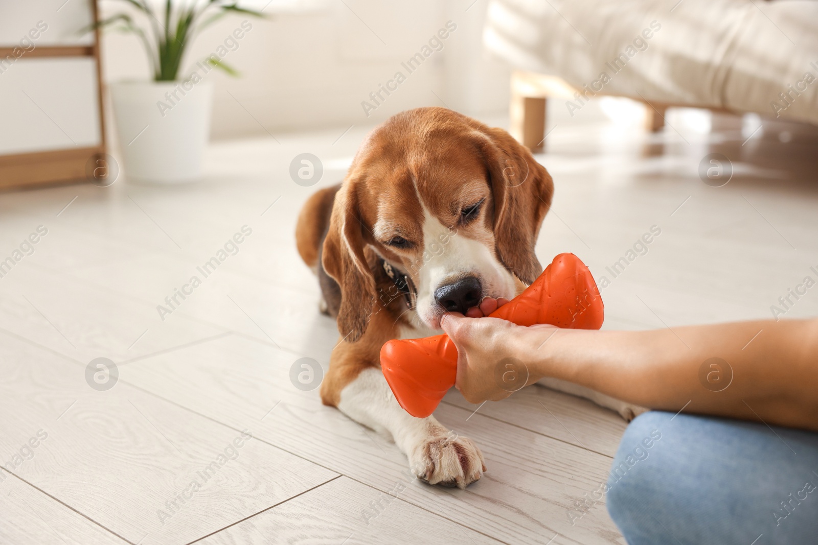 Photo of Owner giving toy to cute dog at home, closeup. Playing with pet