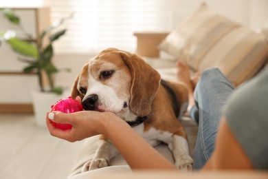 Photo of Owner giving toy to cute dog at home, closeup. Playing with pet