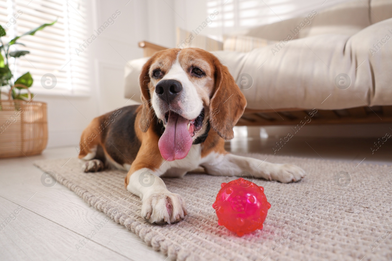 Photo of Cute dog playing with toy at home. Adorable pet