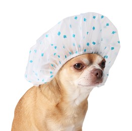 Photo of Cute funny dog in shower cap on white background