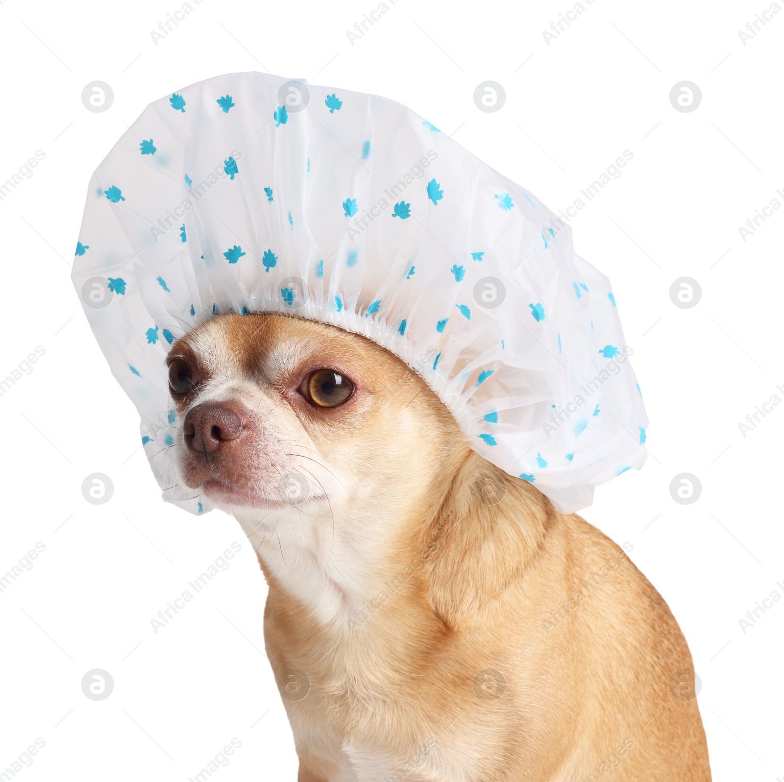 Photo of Cute funny dog in shower cap on white background