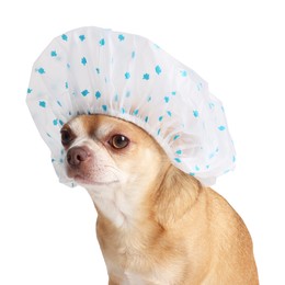 Photo of Cute funny dog in shower cap on white background