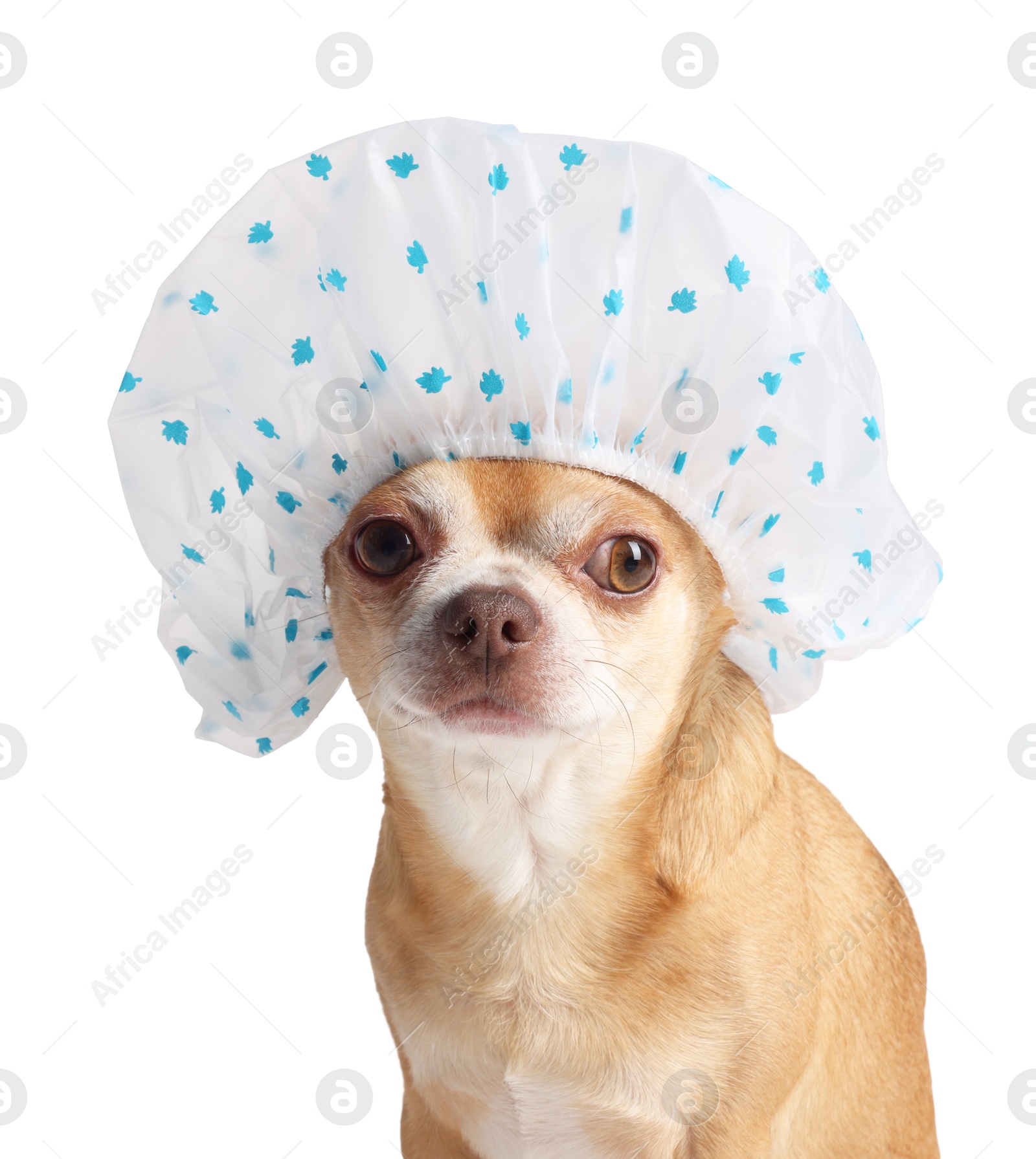 Photo of Cute funny dog in shower cap on white background