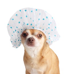 Photo of Cute funny dog in shower cap on white background