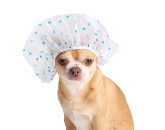 Photo of Cute funny dog in shower cap on white background