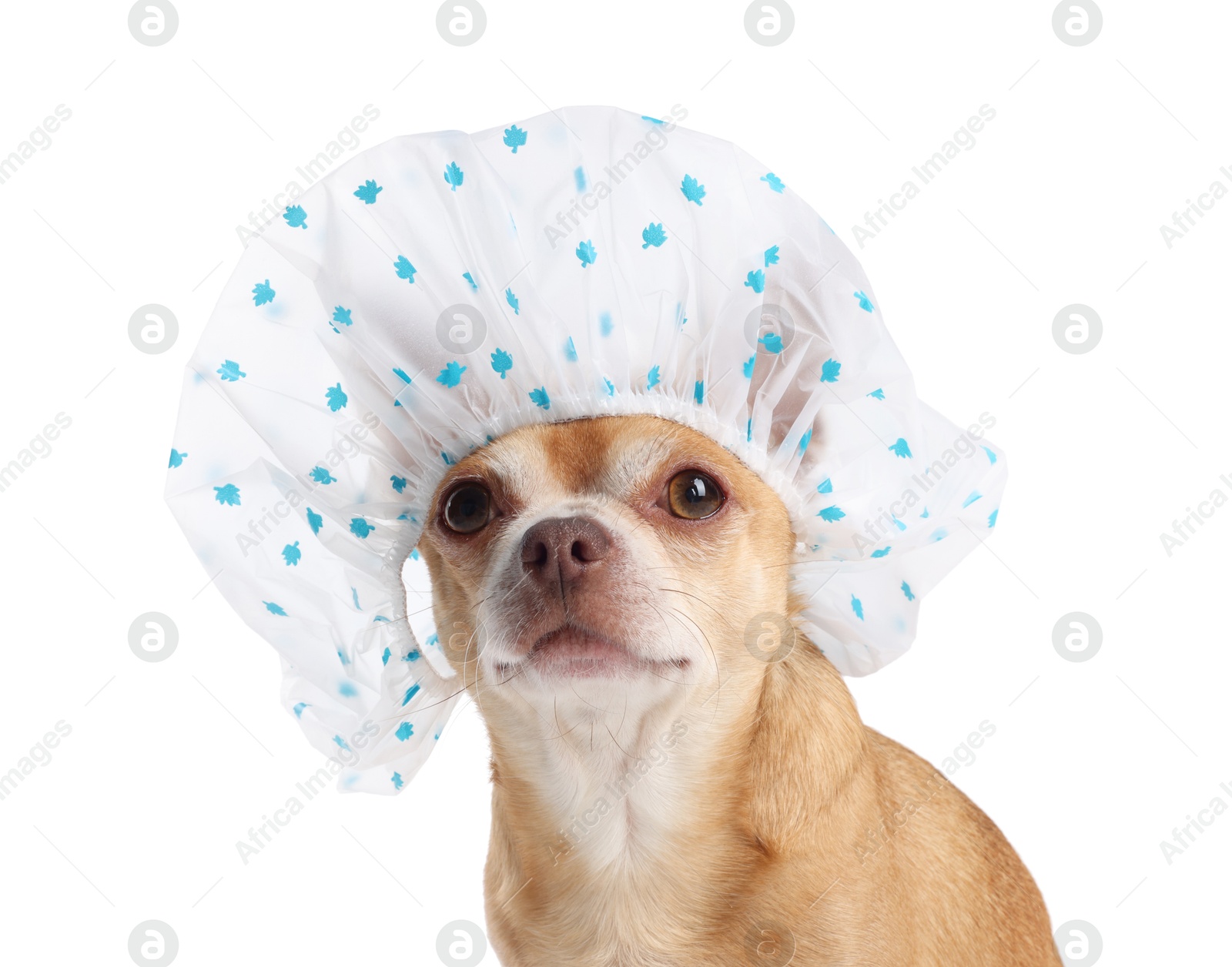 Photo of Cute funny dog in shower cap on white background