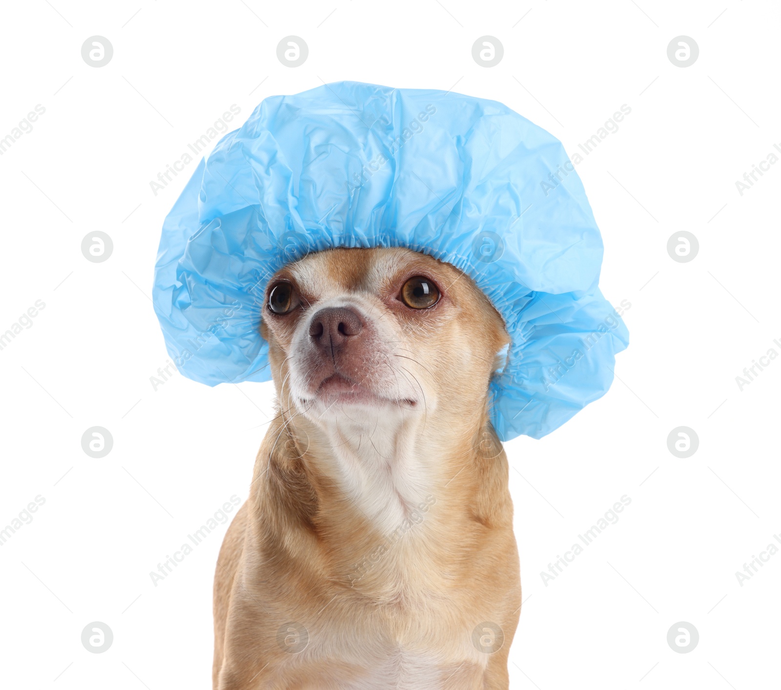 Photo of Cute funny dog in light blue shower cap on white background