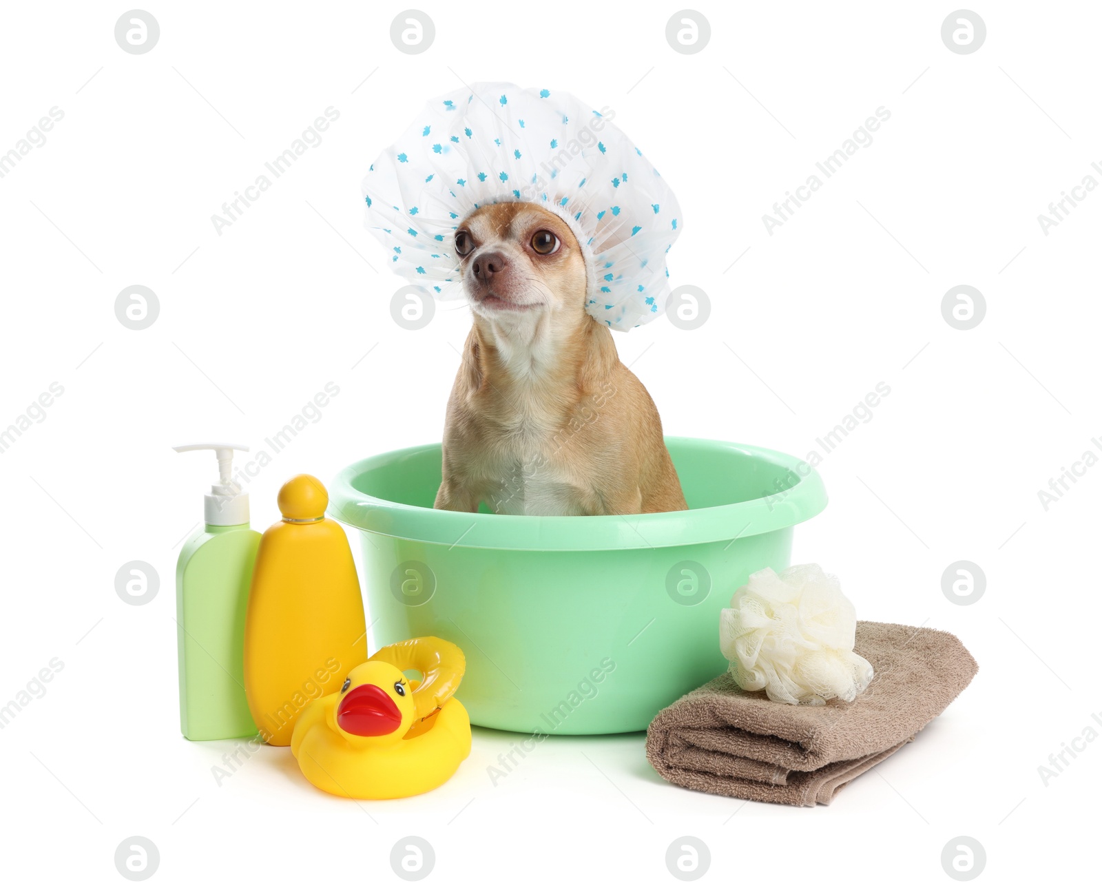 Photo of Cute funny dog with shower cap and different accessories for bathing on white background