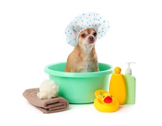 Photo of Cute funny dog with shower cap and different accessories for bathing on white background