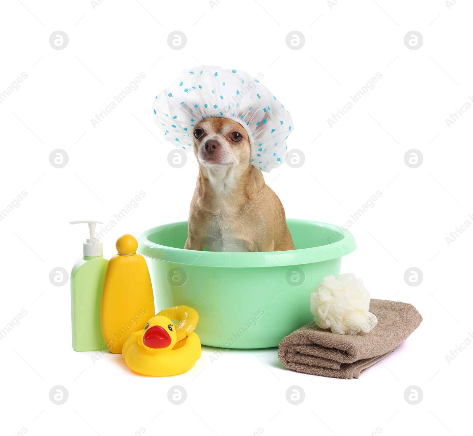 Photo of Cute funny dog with shower cap and different accessories for bathing on white background