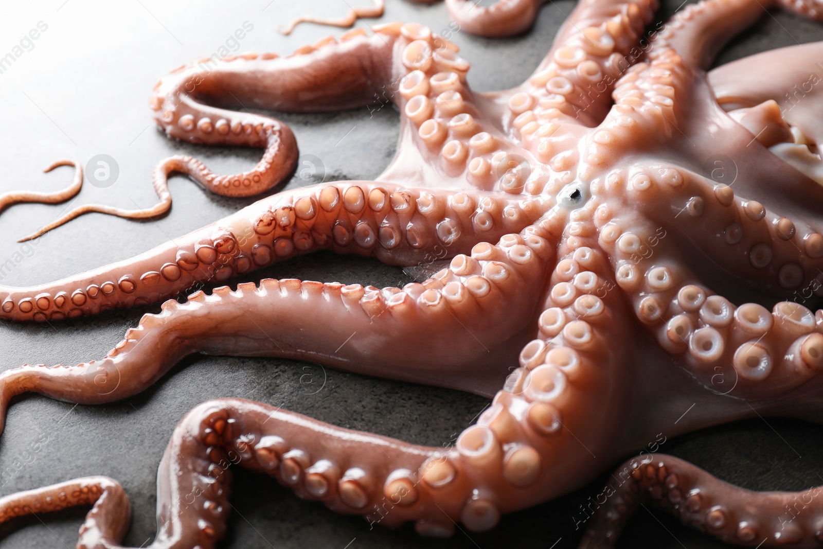 Photo of One fresh raw octopus on grey textured table, closeup