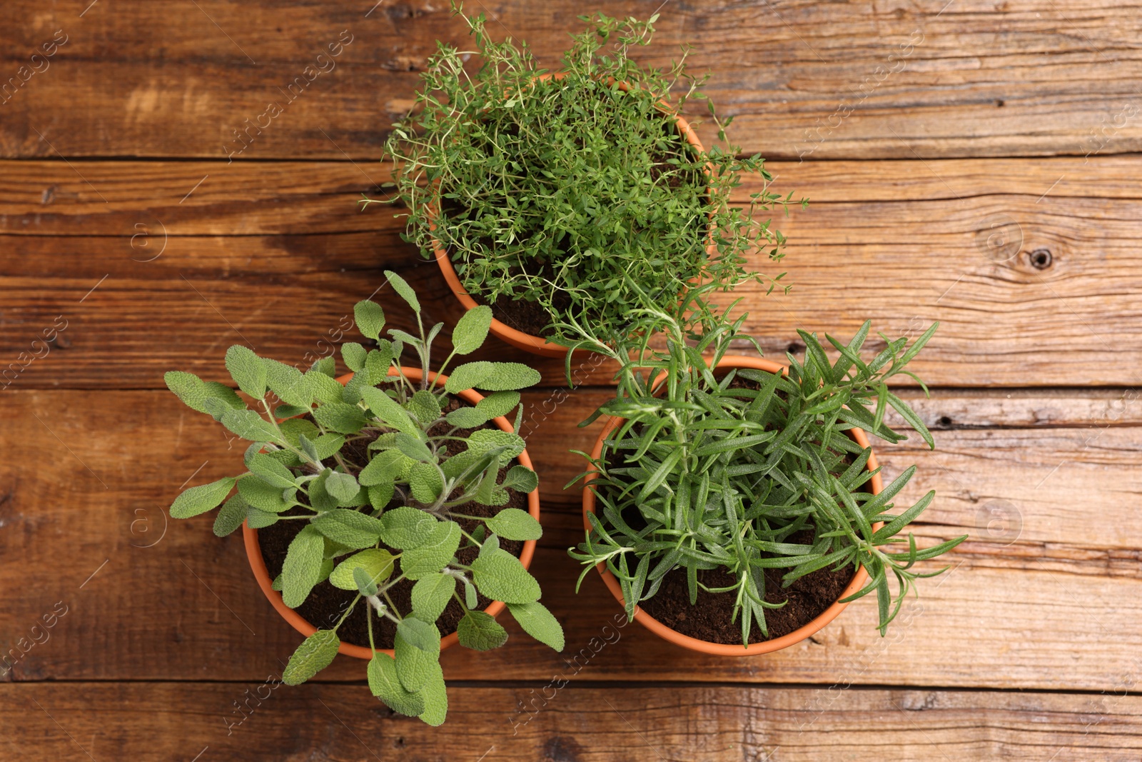 Photo of Potted aromatic herbs on wooden table, top view