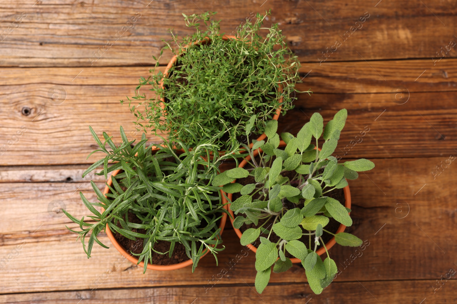 Photo of Potted aromatic herbs on wooden table, top view