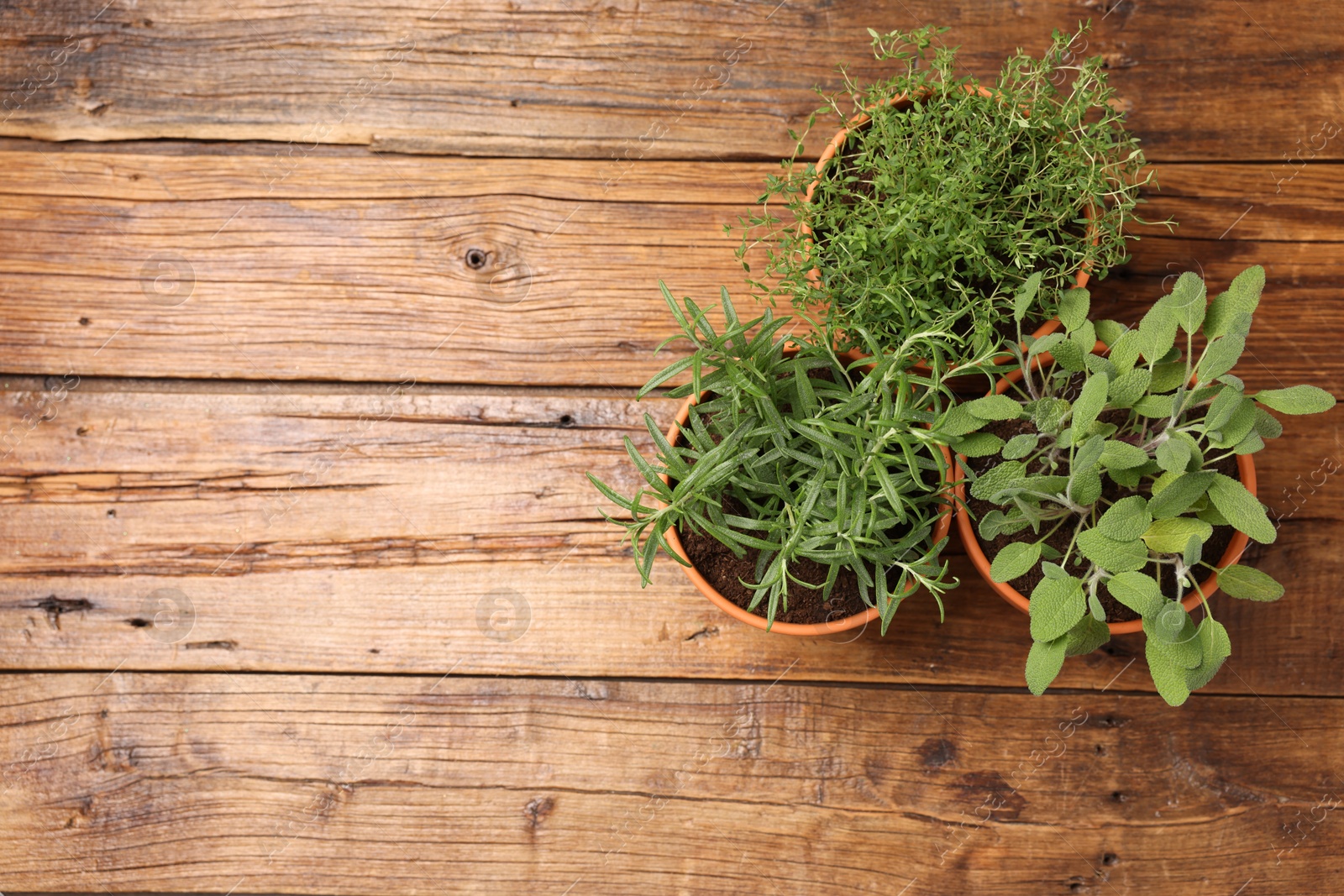 Photo of Potted aromatic herbs on wooden table, top view. Space for text