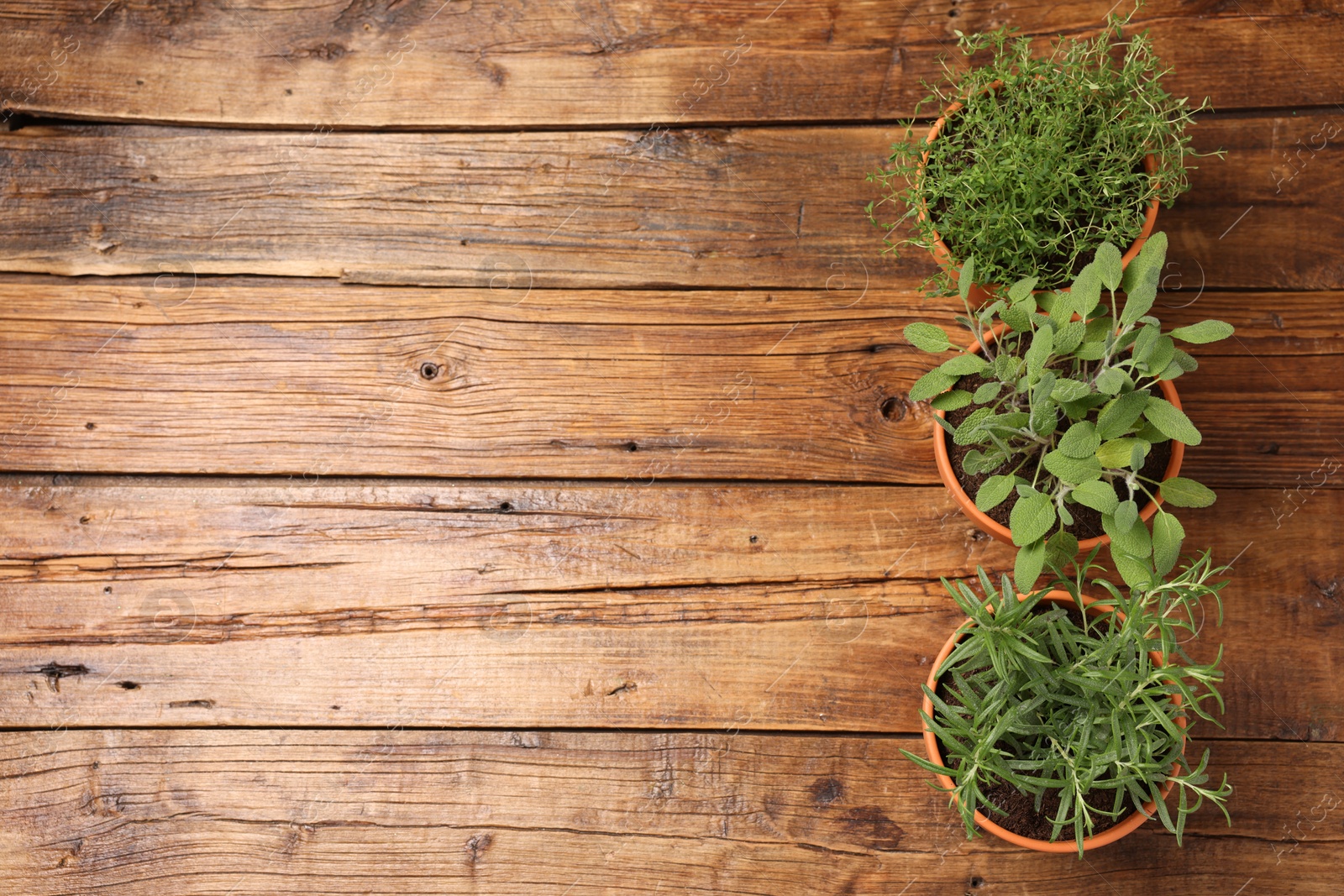 Photo of Potted aromatic herbs on wooden table, top view. Space for text