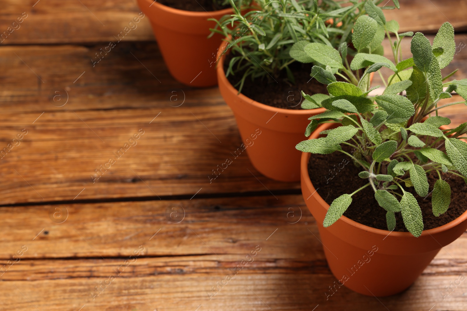 Potted aromatic herbs on wooden table, closeup. Space for text Photo of Potted aromatic herbs on wooden table, closeup. Space for text
