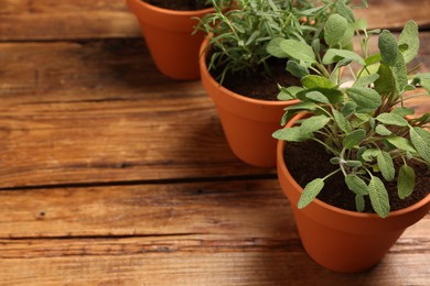 Photo of Potted aromatic herbs on wooden table, closeup. Space for text