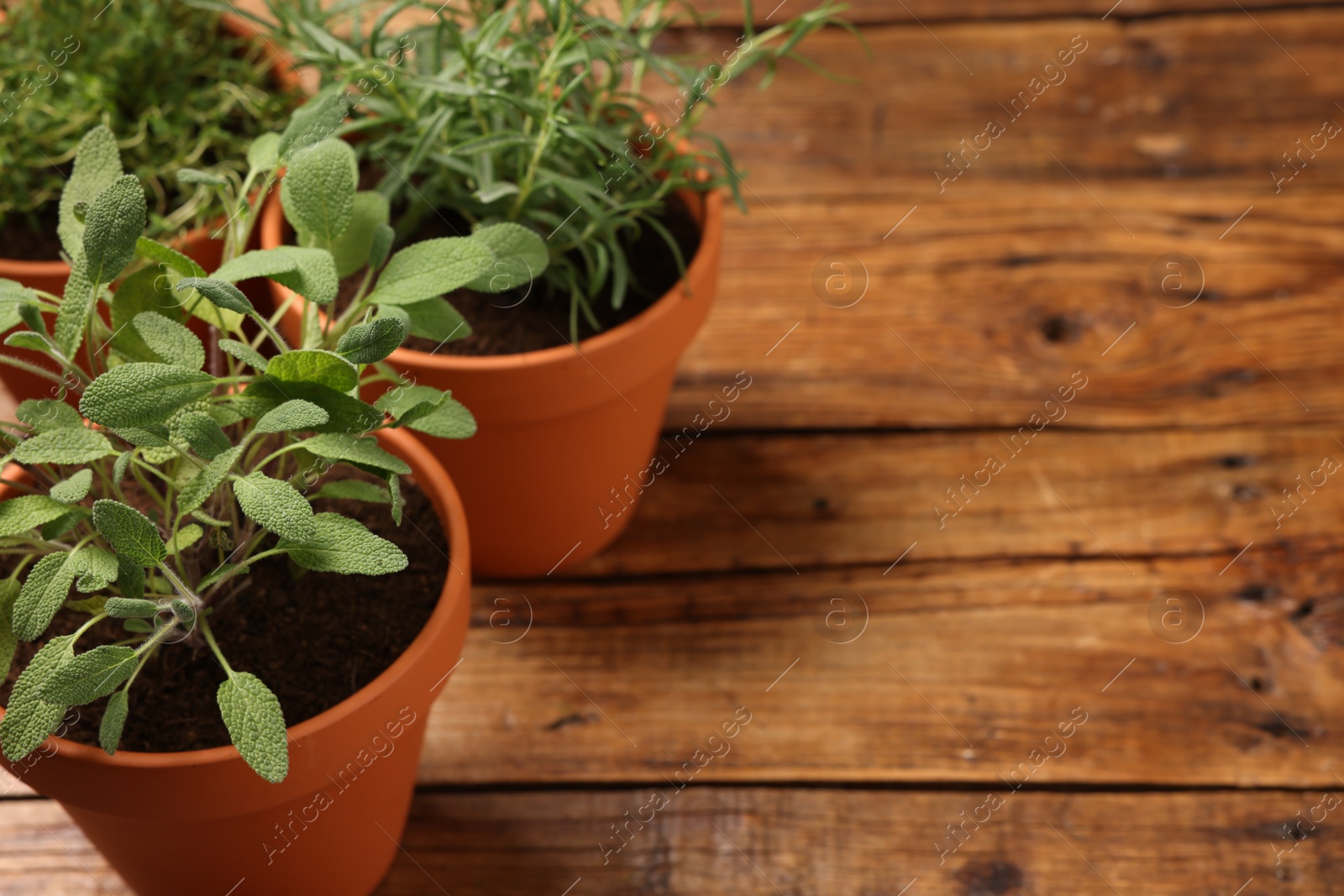 Photo of Potted aromatic herbs on wooden table, closeup. Space for text