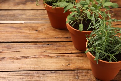 Photo of Potted aromatic herbs on wooden table, closeup. Space for text