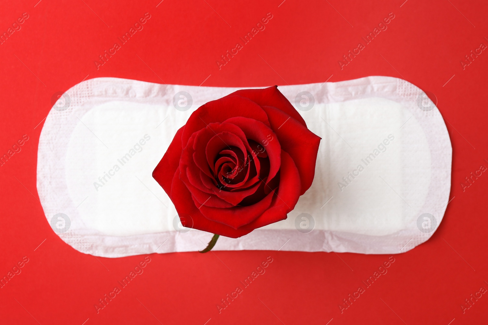 Photo of Menstrual pad with rose flower on red background, top view