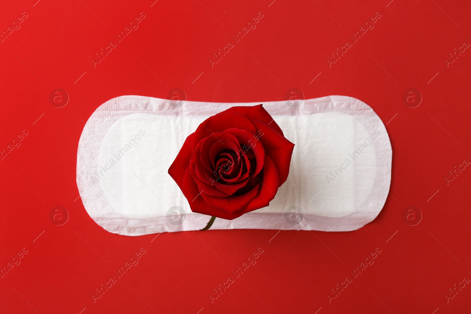 Photo of Menstrual pad with rose flower on red background, top view