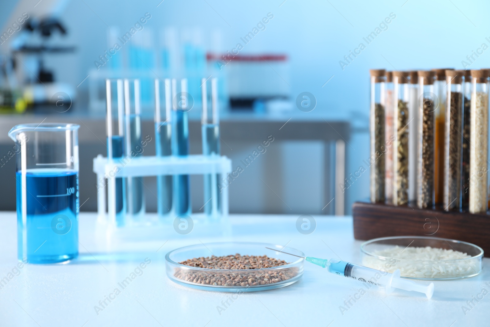 Photo of GMO concept. Petri dishes with cereal grains and syringe on white table in laboratory