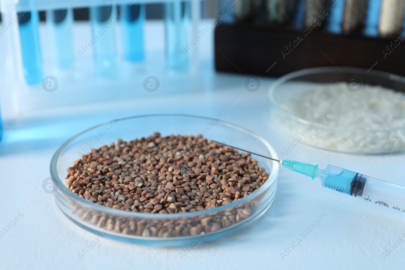 Photo of GMO concept. Petri dishes with cereal grains and syringe on white table, closeup