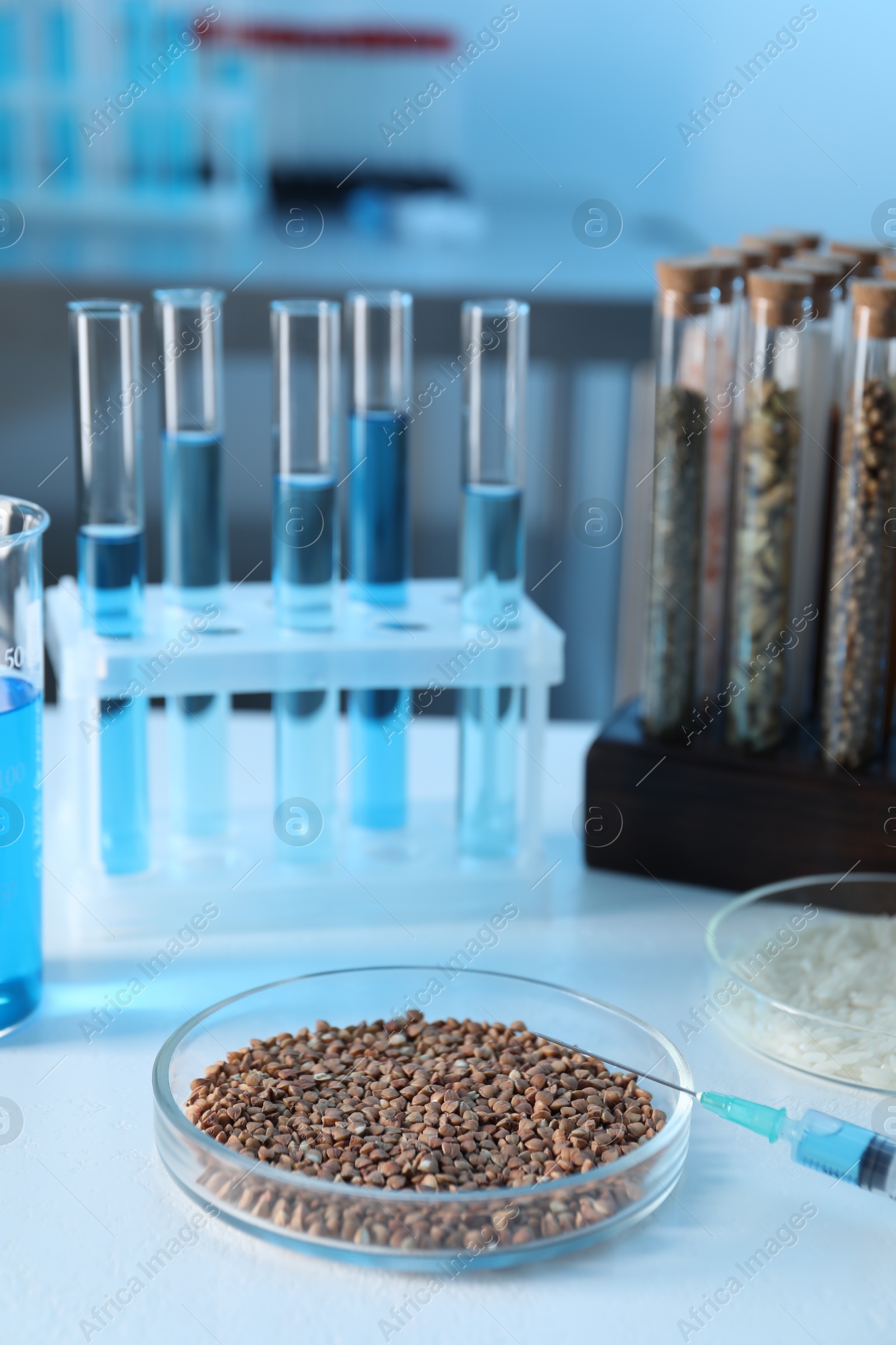 Photo of GMO concept. Petri dishes with cereal grains and syringe on white table in laboratory, closeup