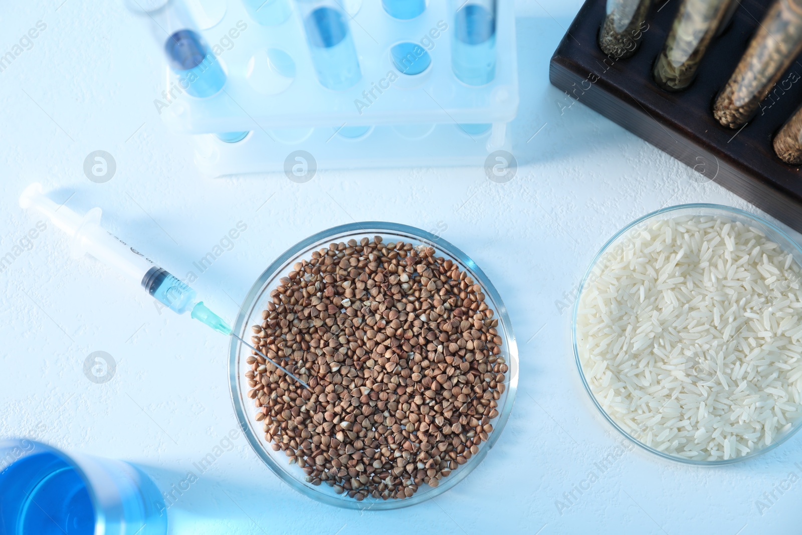 Photo of GMO concept. Petri dishes with cereal grains and syringe on white table, flat lay