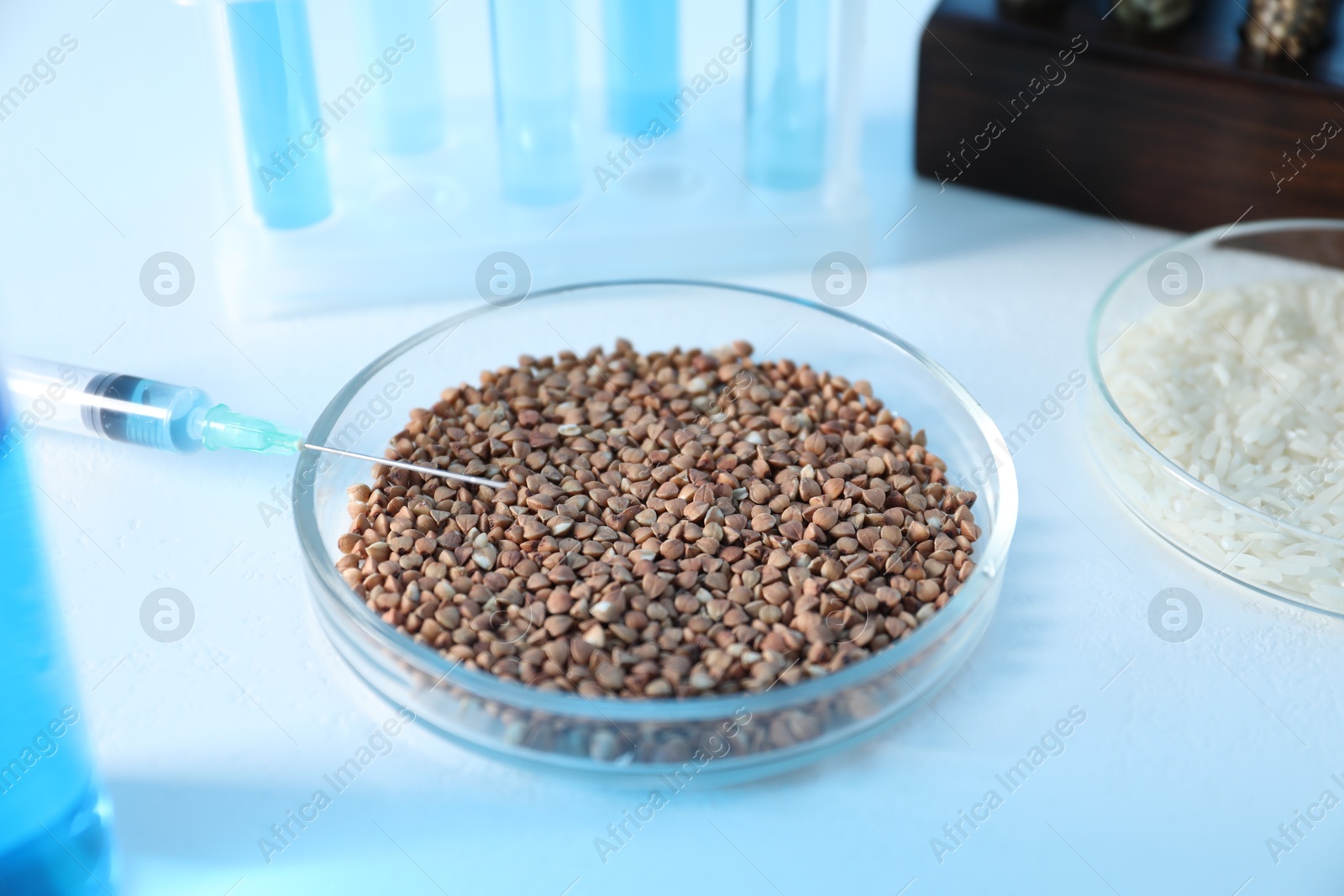 Photo of GMO concept. Petri dishes with cereal grains and syringe on white table, closeup