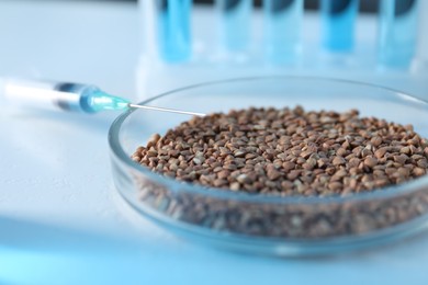 Photo of GMO concept. Petri dish with buckwheat grains and syringe on white table, closeup