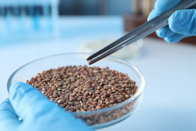 Photo of GMO concept. Scientist holding petri dish with buckwheat grains and tweezers in laboratory, closeup